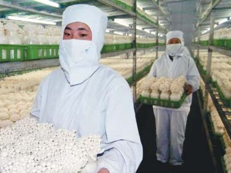 蘑菇生產照片
